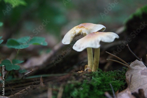 Obraz na płótnie Pilze im herbstlichen Wald w salonie
