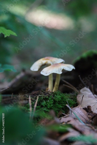Obraz na płótnie Pilze im herbstlichen Wald w salonie
