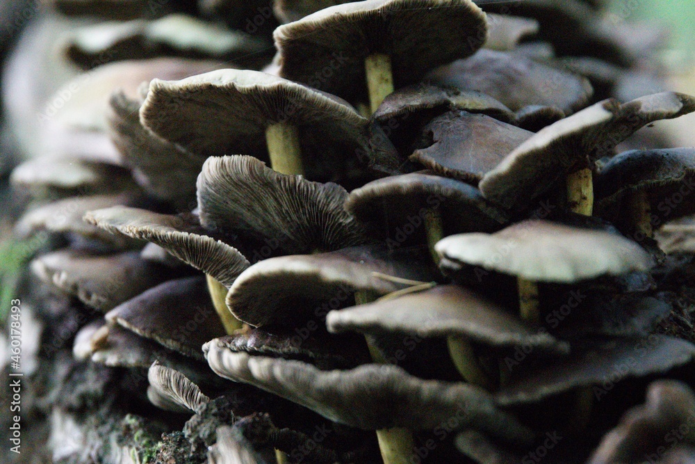 Pilze im herbstlichen Wald