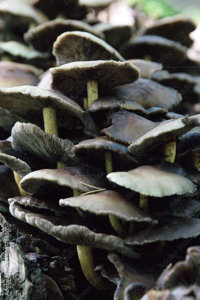 Pilze im herbstlichen Wald