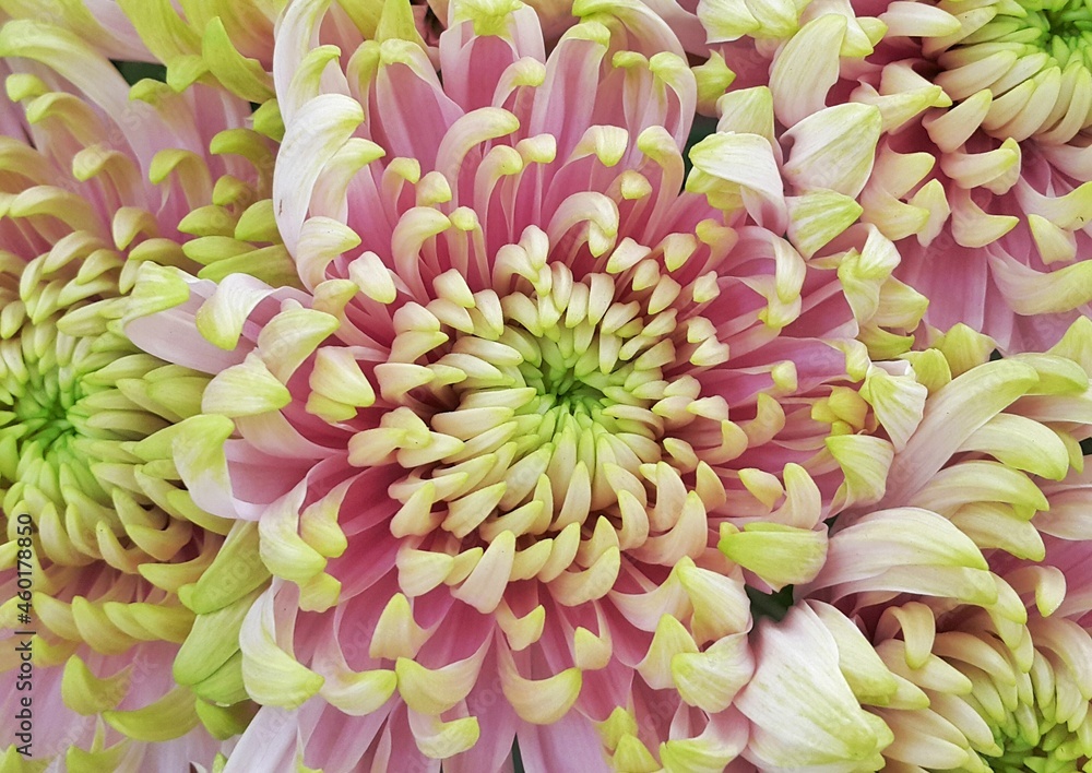 Flowers Flowers
