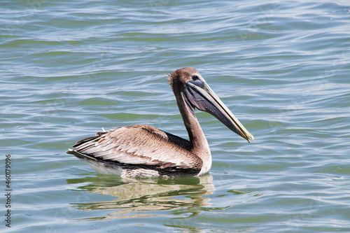 brown pelican on blue water