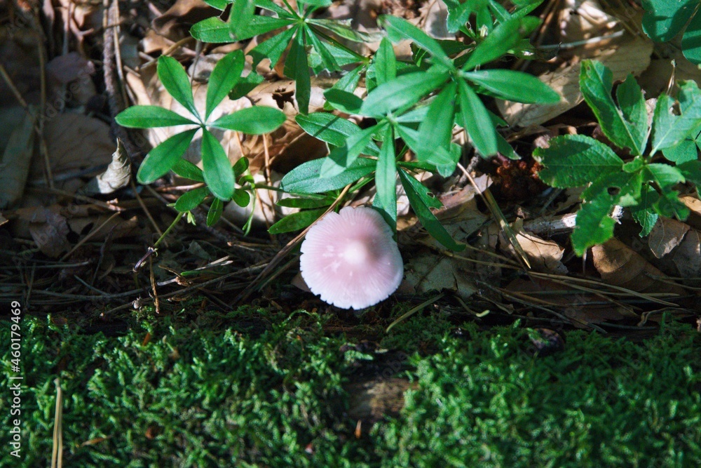Pilze im herbstlichen Wald