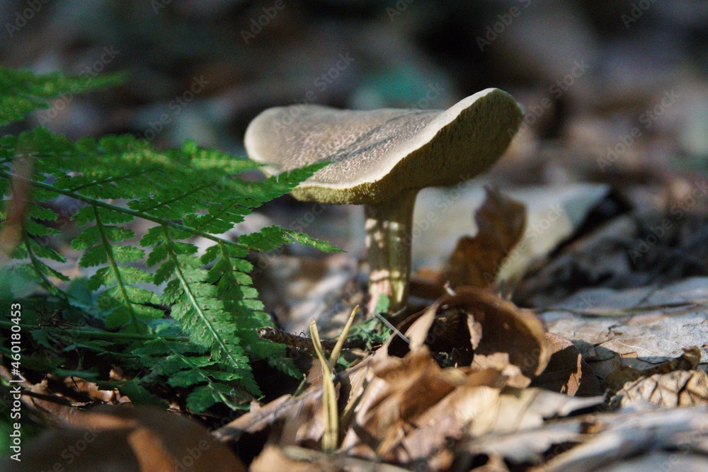 Pilze im herbstlichen Wald