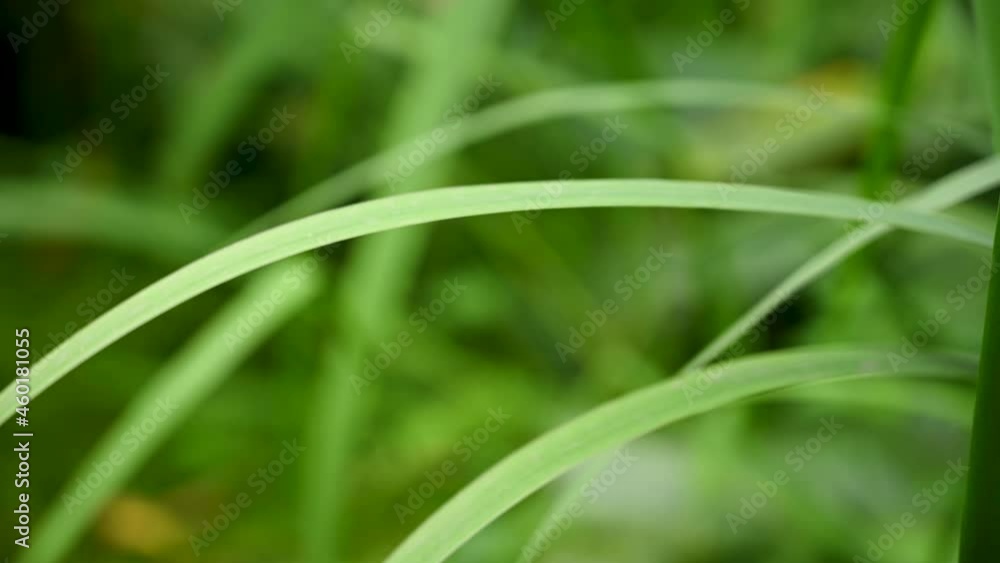A background of juicy green grass in the wind. Video with a static camera. High quality 4k footage A background of juicy green grass in the wind. Video with a static camera. High quality 4k footage