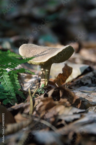 Obraz na płótnie Pilze im herbstlichen Wald w salonie