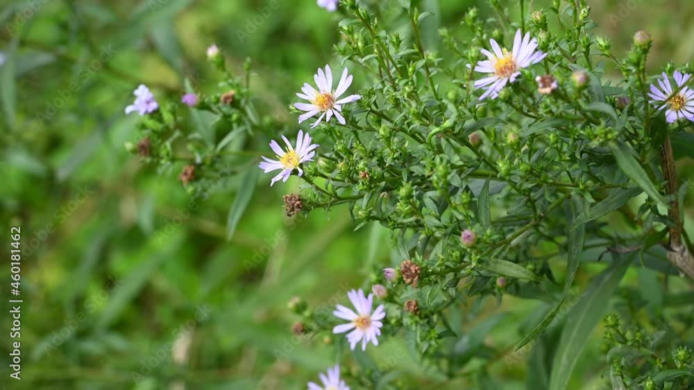 Alpine aster lilac flowers in the garden. Video with a static camera. High quality 4k footage