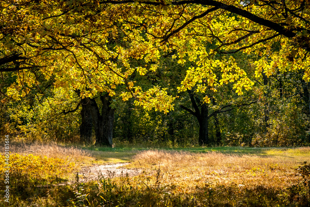 Sunny autumn day. Autumn Park. Orange foliage of trees and park paths. Natural autumn landscape