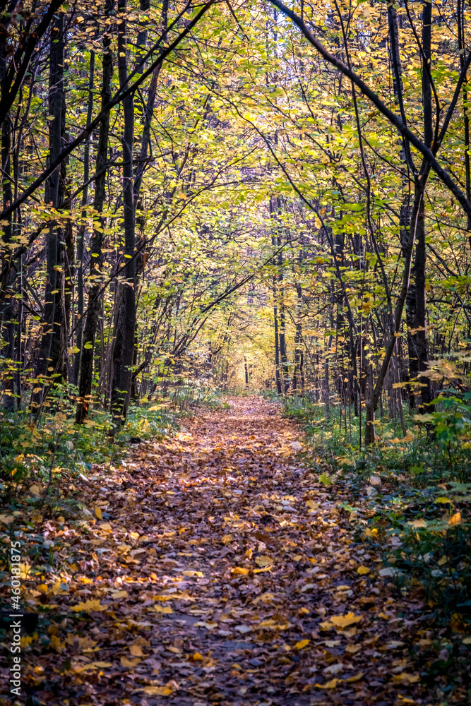 Autumn park with paths covered with yellow leaves, Vladimir. Russia