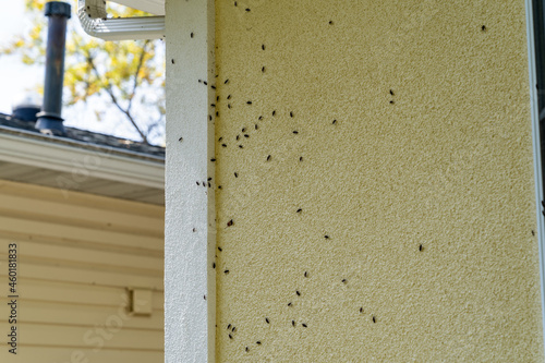 Fotografia Box Elder bugs swarm and infest the siding of a house in the fall