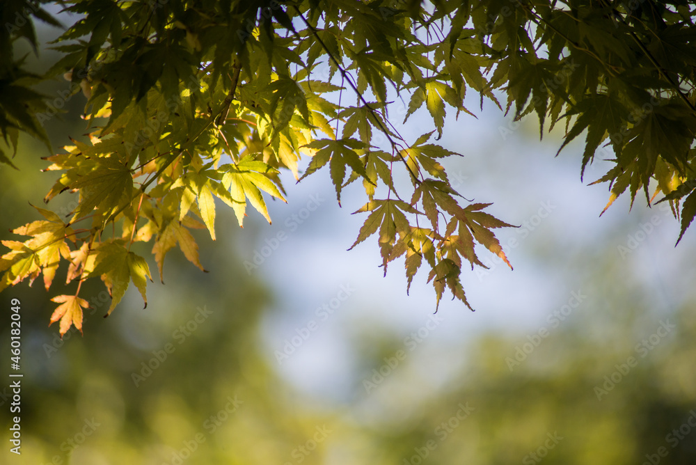 closeup of sunlight on japanese maple leaves in the japanese garden closeup of sunlight on japanese maple leaves in the japanese garden