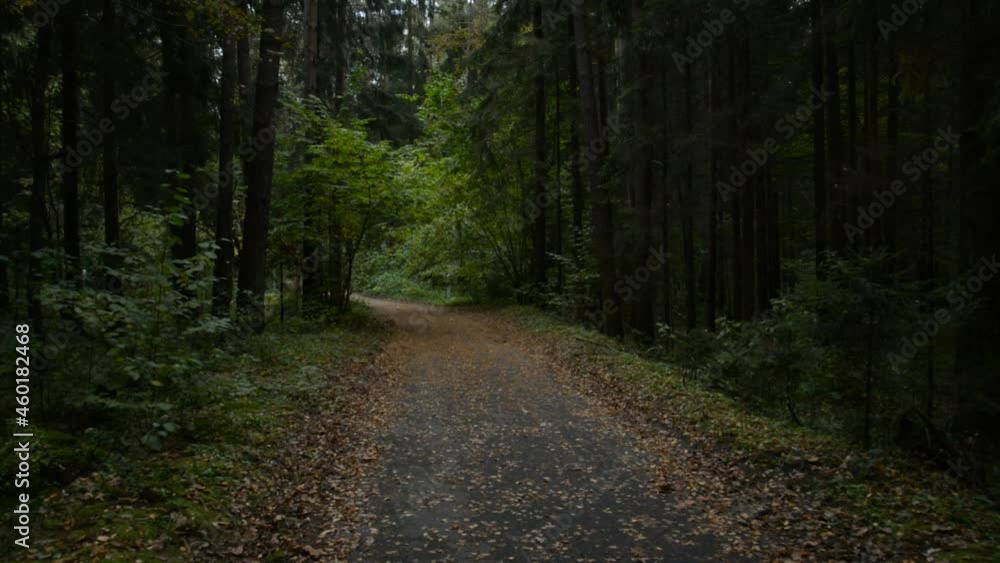 Walking in the evening on a forest road first-person view Walking in the evening on a forest road first-person view