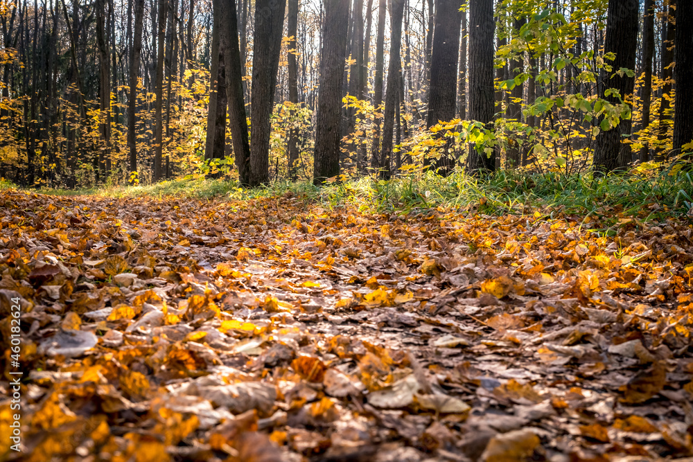 Autumn park with paths covered with yellow leaves