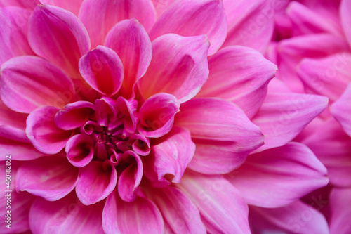 pink dahlia flower © Rasa Milo