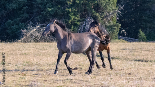 Bay and Grullo Wild Horse Stallions chasing each other while fighting in the Pryor Mountains Wild Horse Range on the border of Wyoming Montana in the United States © htrnr