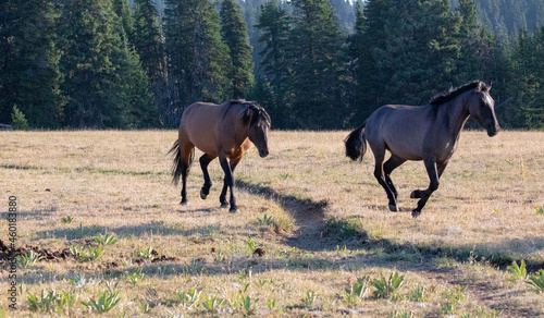 Bay and Grullo Wild Horse Mustang Stallions chasing each other while fighting in the Pryor Mountain Wild Horse Range on the border of Wyoming Montana in the United States