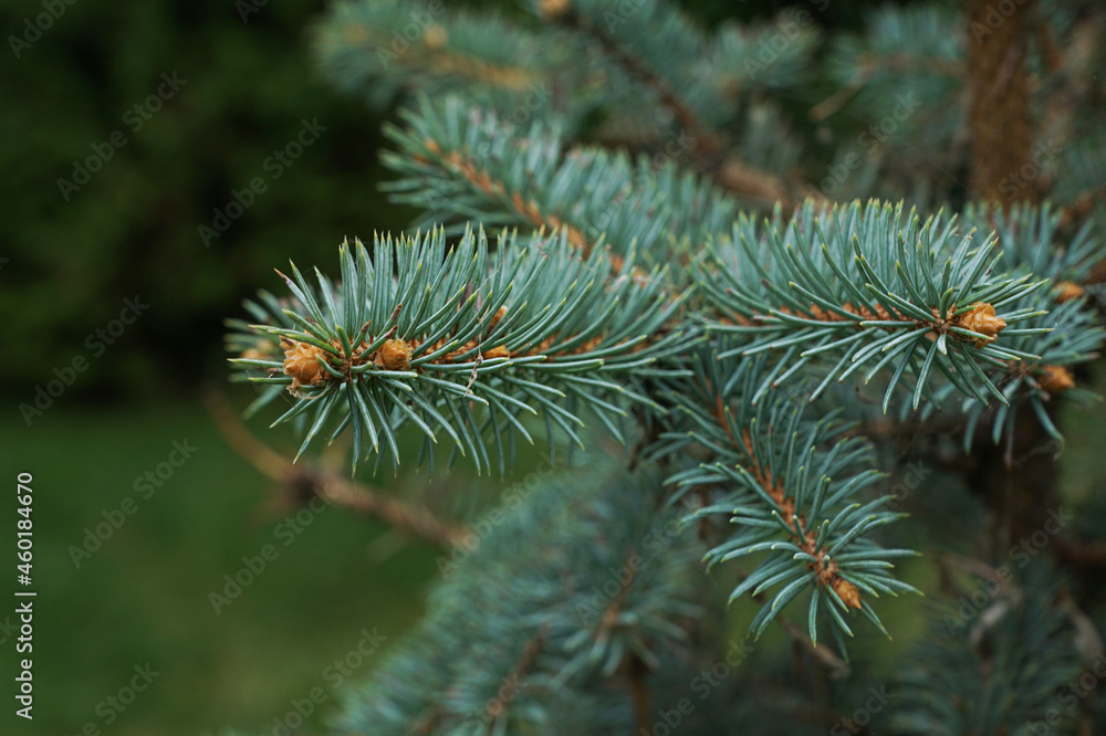 Close up image of pine tree brunch with young green sprouts, growing of trees.