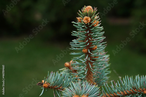 Close up image of top of pine tree sprout, copy space, green blured natural background. Spring concept