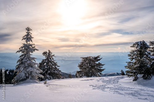 Frosty branches of pine and fir trees against the backdrop of mountains. Frosty winter day. Christmas tree. Kopaonik National Park, coniferous forest covered with snow. Spruce after snowfall © Alexey Oblov