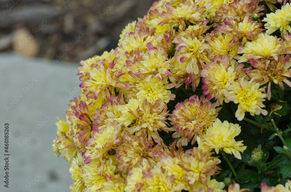 Yellow and Pink Flowers in a Garden Yellow and Pink Flowers in a Garden