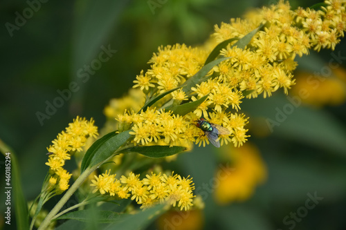 Green fly with transparent wings sits on the blooming branch of yellow plant with small flowers.