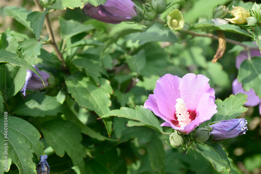 The purple hibiscus flower blooms on a green bush in the summer garden. The purple hibiscus flower blooms on a green bush in the summer garden.