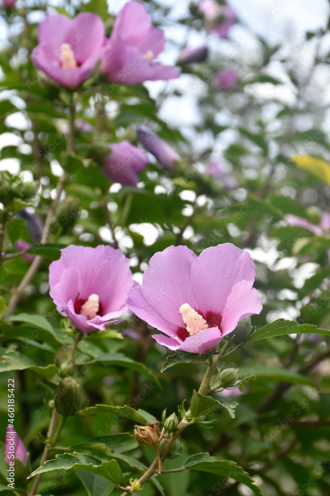 Pink hibiscus flowers bloom on a green bush in the summer garden. Pink hibiscus flowers bloom on a green bush in the summer garden.