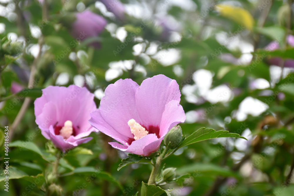 Two macro purple hibiscus flowers bloom on a green branch in the summer garden. Two macro purple hibiscus flowers bloom on a green branch in the summer garden.