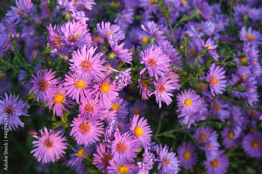 Purple Flowers In The Garden. Lilac flowers of bush aster. Purple Flowers In The Garden. Lilac flowers of bush aster.