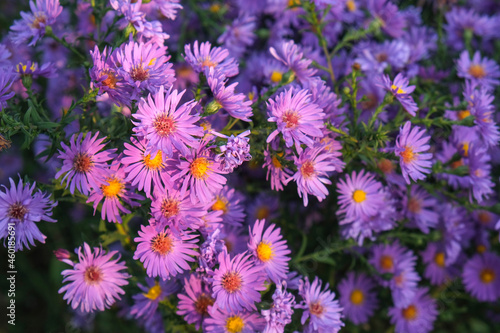 Purple Flowers In The Garden. Lilac flowers of bush aster. 