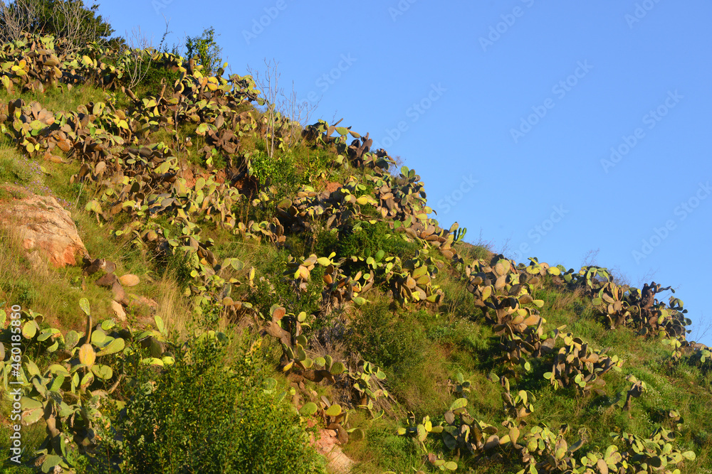 cacti on a hill