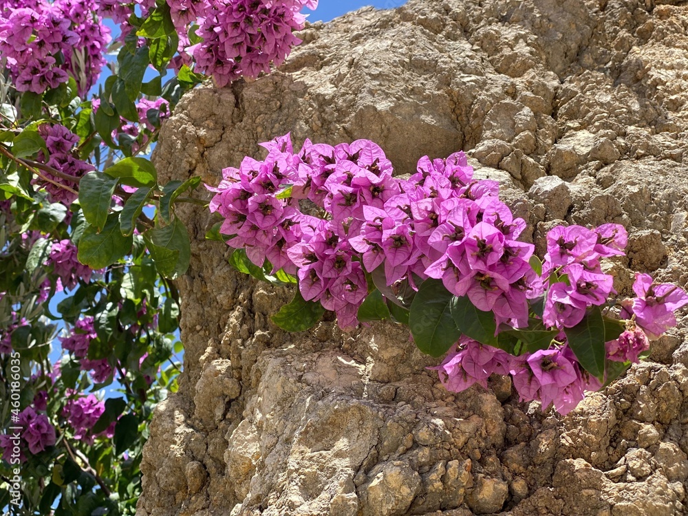 Bougainvillea purple flowers tree on the rock. Bright beautiful pink ornamental climbing plant Bougainvillea glabra.