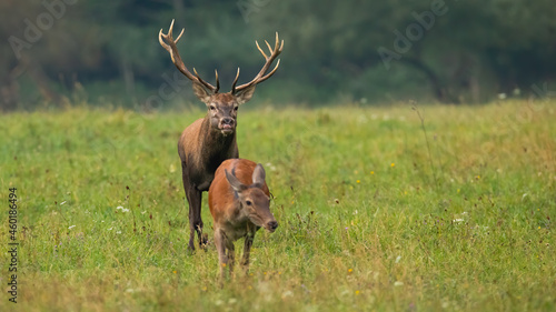 Rutting red deer, cervus elaphus, stag sniffing for a scents of a hing in heat. Pair of wild animals in mating season creating a pair. Hoofed mammals in nature from front view with copy space.