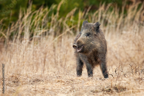 Fototapeta Wild boar, sus scrofa, observing on field in springtime nature