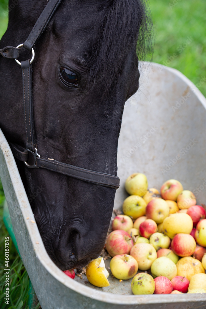 black horse portrait eating apples. outdoor. feeding concept