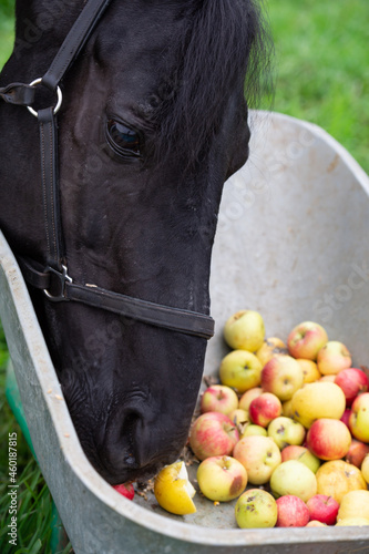Obraz na płótnie black horse portrait eating apples. outdoor. feeding concept w salonie