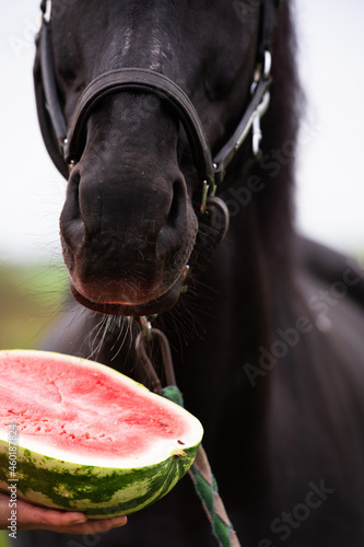  horse portrait and   half of watermelon posing  outdoor. close up. feeding concept photo