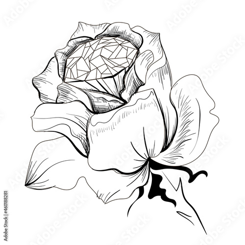 Rose, and inside it is a diamond, drawn in black and white doodle style. Stock vector illustration isolated on a white background.