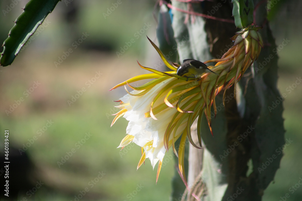 SMALL BIRD PERNED IN FLOWER OF DRAGON FRUIT PLANT IN ORGANIC PLANT SMALL BIRD PERNED IN FLOWER OF DRAGON FRUIT PLANT IN ORGANIC PLANT