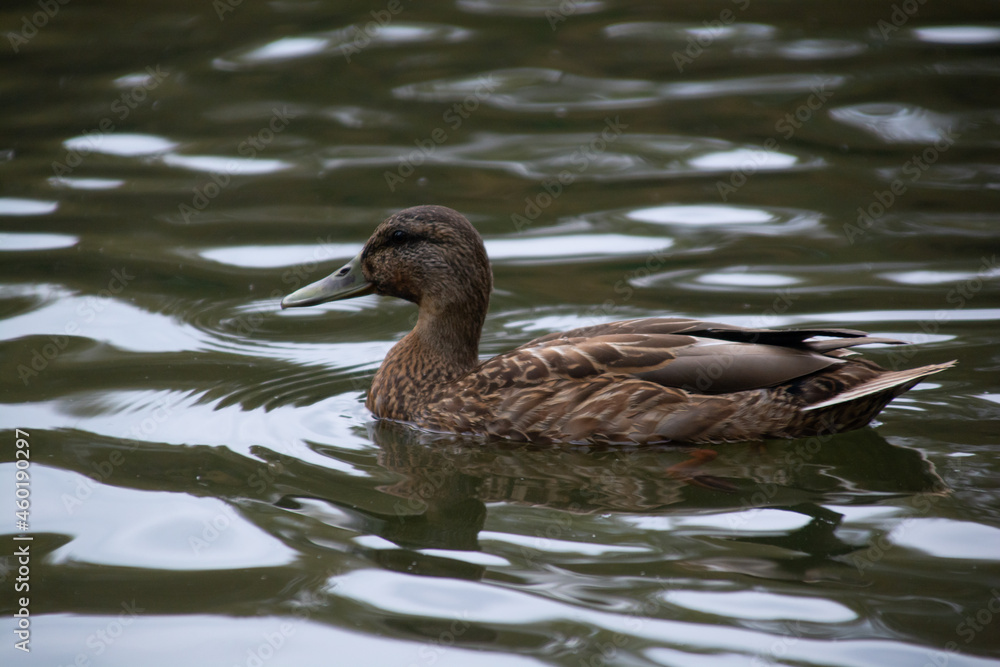 ducks swim in the pond of the city park. ducks swim in the pond of the city park.