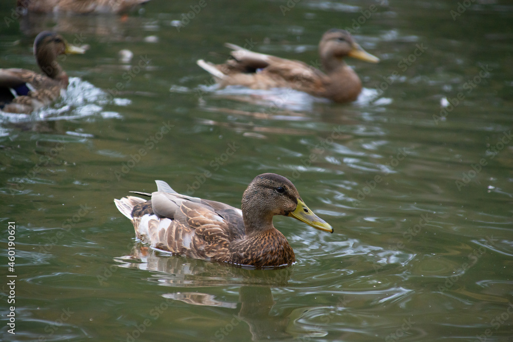 ducks swim in the pond of the city park. ducks swim in the pond of the city park.
