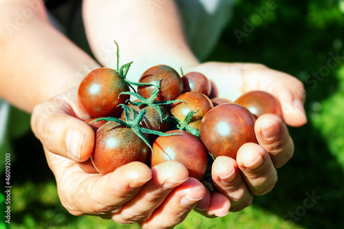 Ripe black cherry tomatoes in woman's hand.