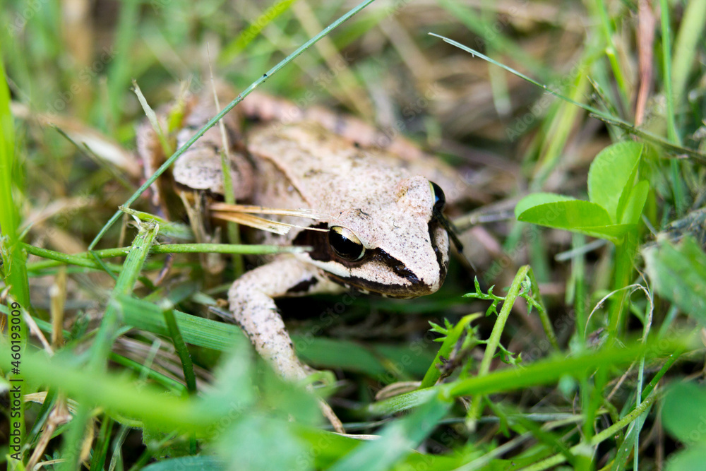 Macro of Moor Frog (Rana Arvalis) in a grass Macro of Moor Frog (Rana Arvalis) in a grass