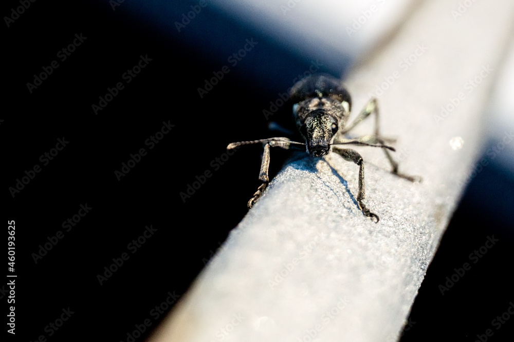 macro of a fly macro of a fly