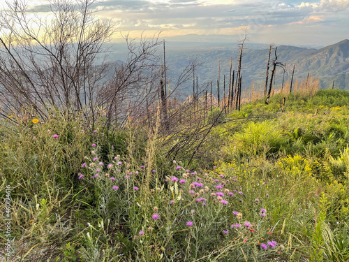Wildflowers on Mt. Lemmon with damaged trees from fire, Arizona