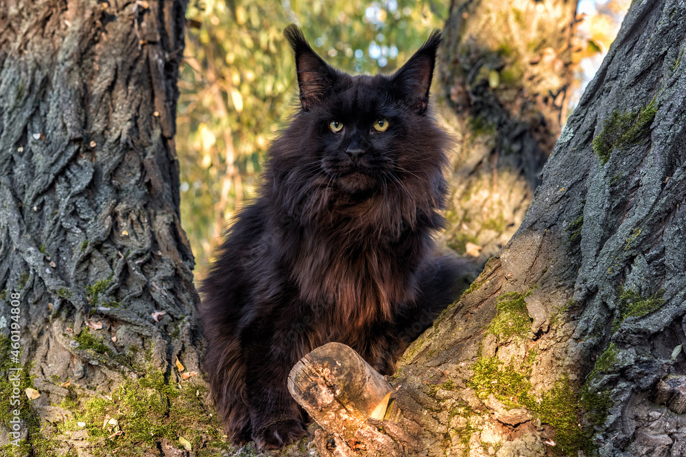 A big black maine coon cat sitting on a tree in forest on summer day.