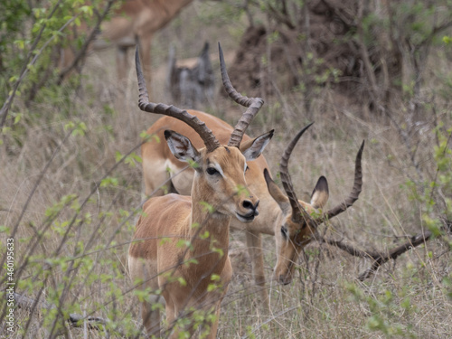 Fototapeta Naklejka Na Ścianę i Meble -  Antelopes in South Africa