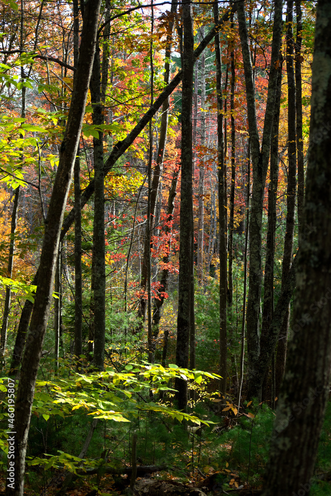 fall woods fall woods