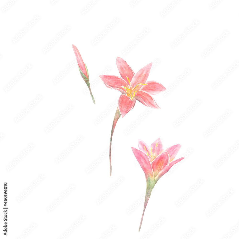 Rose Crocus. Watercolor Floral Illustration