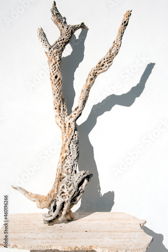 Cholla cactus skeleton photographed on white background with a strong shadow.  photo